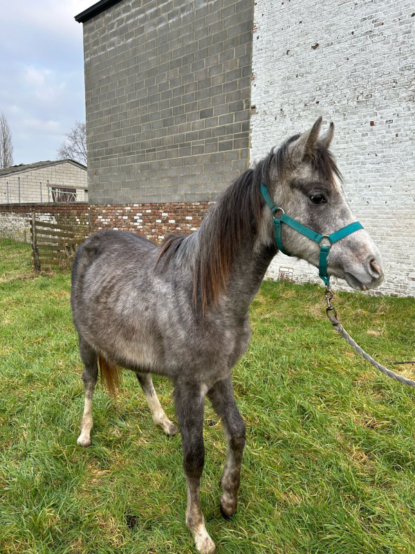 Vente de cheval : Wassim