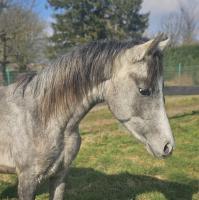 Vente de cheval : Wassim