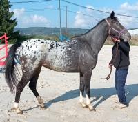 Vente de cheval : milkao kao d'ors