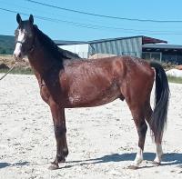 Vente de cheval : MILKAO D'ORS