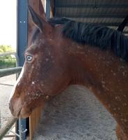 Vente de cheval : MILKAO D'ORS