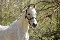 Vente de poney