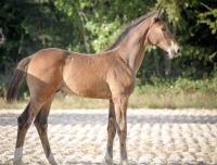 Vente de cheval : Mano du Mystre