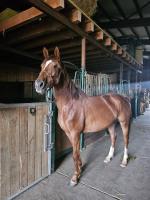 Vente de cheval : Kalanthe Fiona Rianon