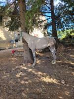 Vente de cheval : Geisha de galonne 