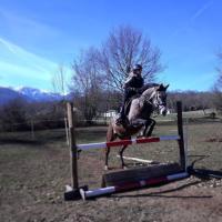 Vente de cheval : EASY HYGHT