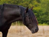 Vente de cheval : Kampon
