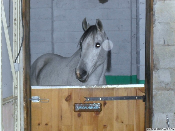 il est dans une petite ecurie de propri�taire.