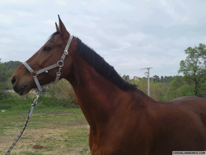 Kabri de belair, le cheval le plus extraordinaire au monde...