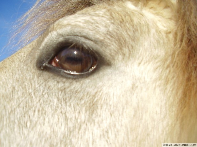 Utelxia du Mendy par Pixies Leam Pondi OC et Quelia Rem CO par Master Ravary