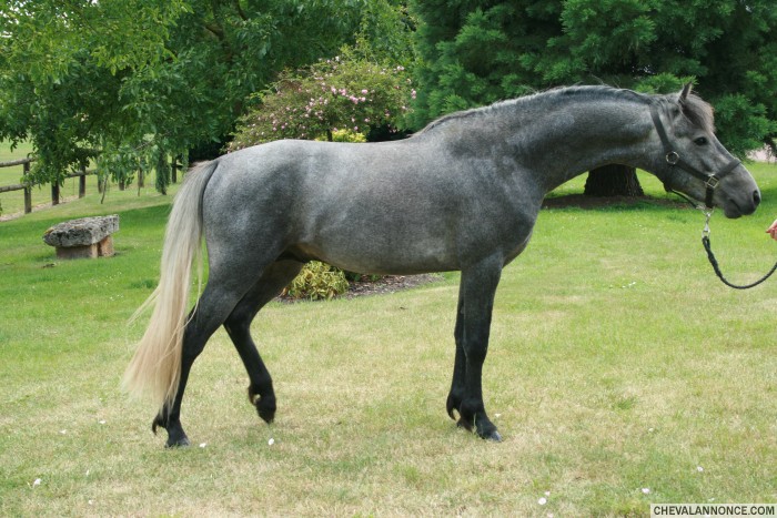 Silver Storm d'Isabel (CO)