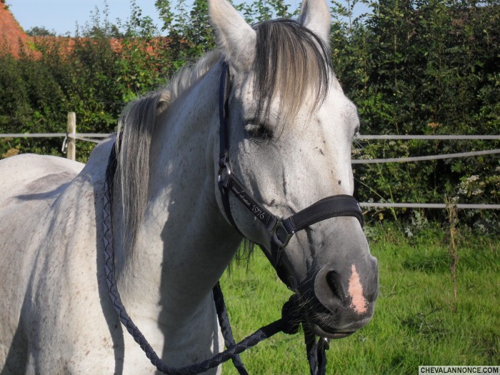 pur sang arabe qui va avoir 17 ans cette ann�e