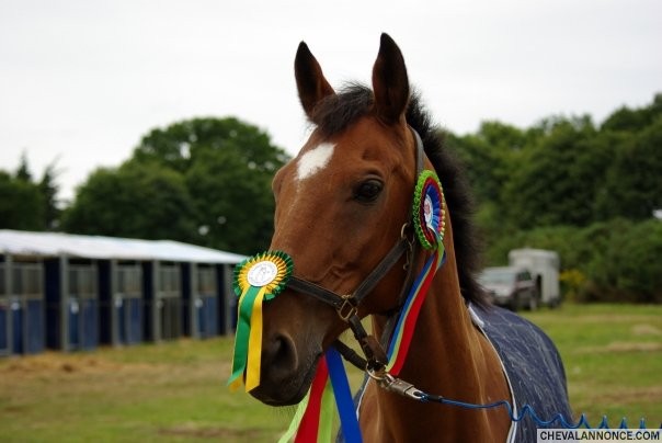 Horus, champion du 56 en 2009  Questembert