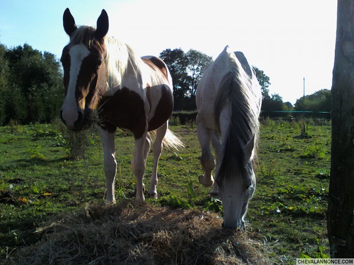 c'est un cheval adorable mais avec un caractere de cochons.