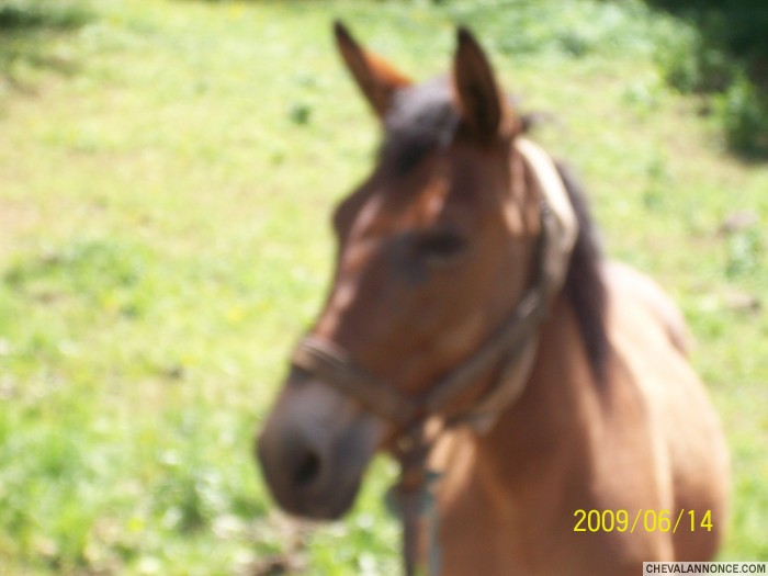 ponpon mon mulet !!!