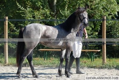 Twirl Spirit D'Isabel (CO)