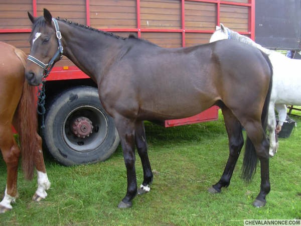 Golden, le premier cheval que j'ai mont au club.