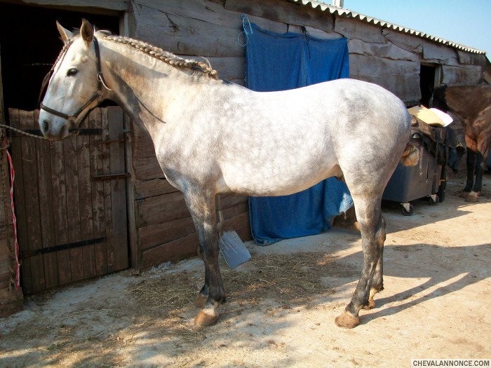 orph en coiffure portugaise