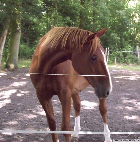 Boran de la Lyre 21 ans