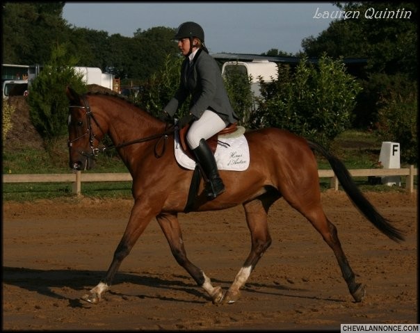 Horus, dressage CCE Questembert