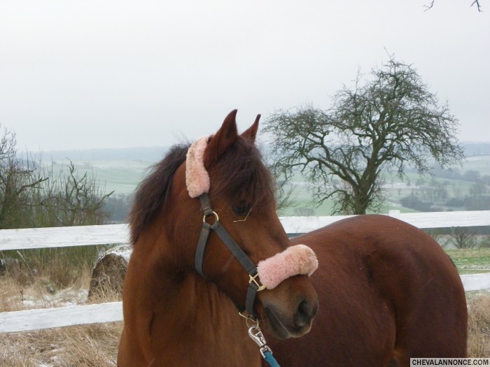 Quannette de Bonjac ; 5 ans New forest