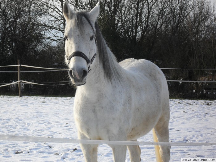 mais j'aime ce cheval plus que tout. il y a une confiance mutuelle.
