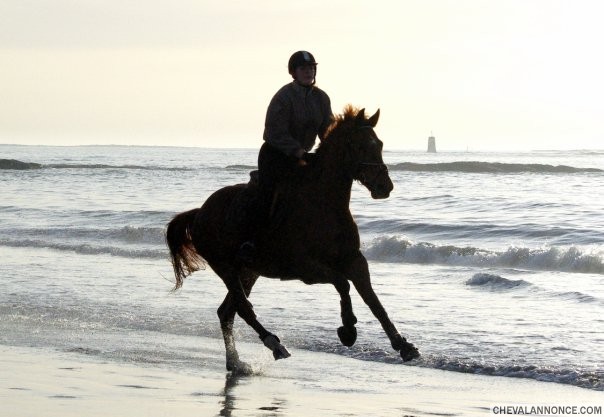 Rohirrin sur la plage de Kergulen