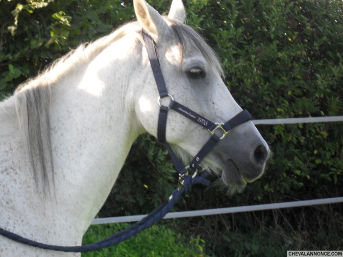 Je l'ai d�bourrer et depuis on fait des ballades.