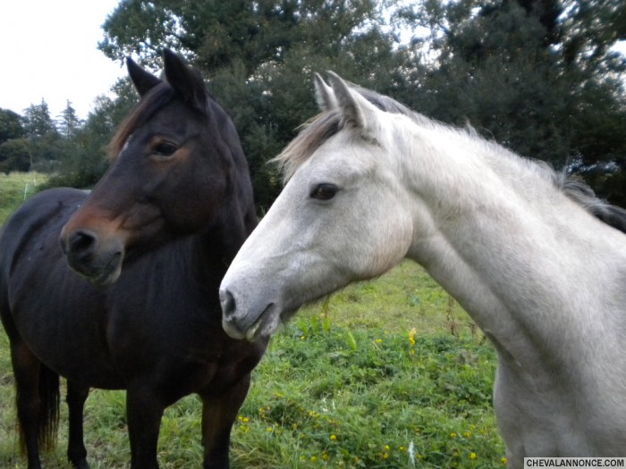 Garantie Austin Co et Utelxia du Mendy Oc