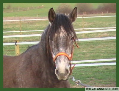 cheval tres type ancienne ligne, baroque;