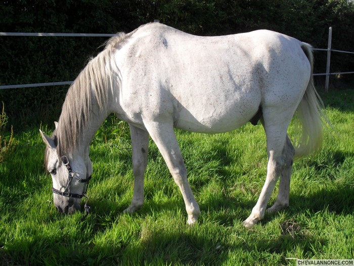 Je connais et monte ce cheval depuis qu'il a 6 ans
