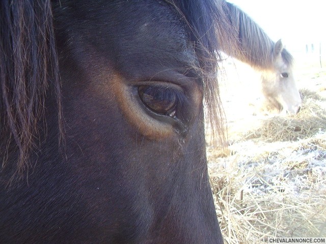 Garantie poulini�re connemara par Cyrano Pondi et Tourterelle Melody