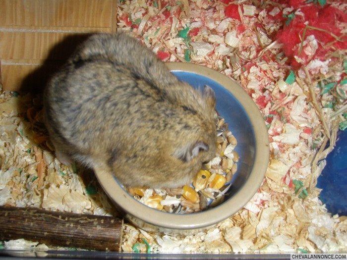 titi : oh a manger c bon ya perssone qui regarde je peu me goinfr