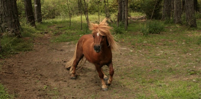 Notre talon Thor des indomptables