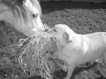 Maya Ma jument, et Athena, Mon chien <3