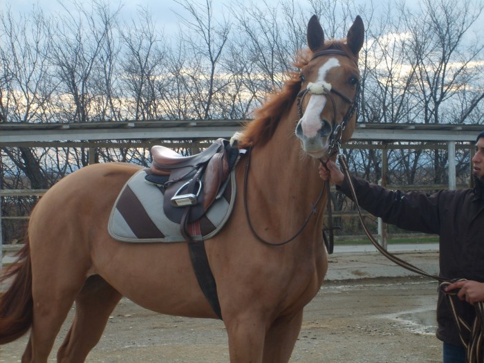 le plus beau