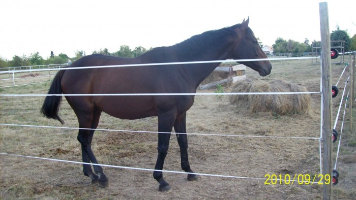 WHITE 10 ANS ETALON APPROUVE