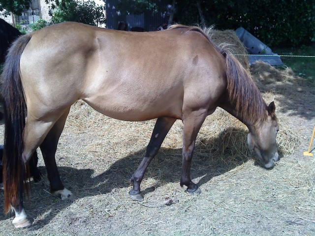 la petite derniere peur de rien. un papa super quarter horse