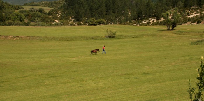 Nos poneys sont manipuls quotidiennement