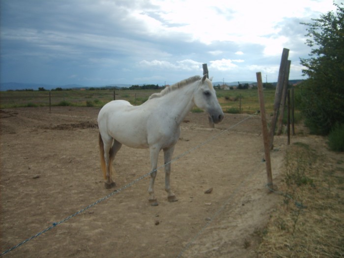  mon poney <3