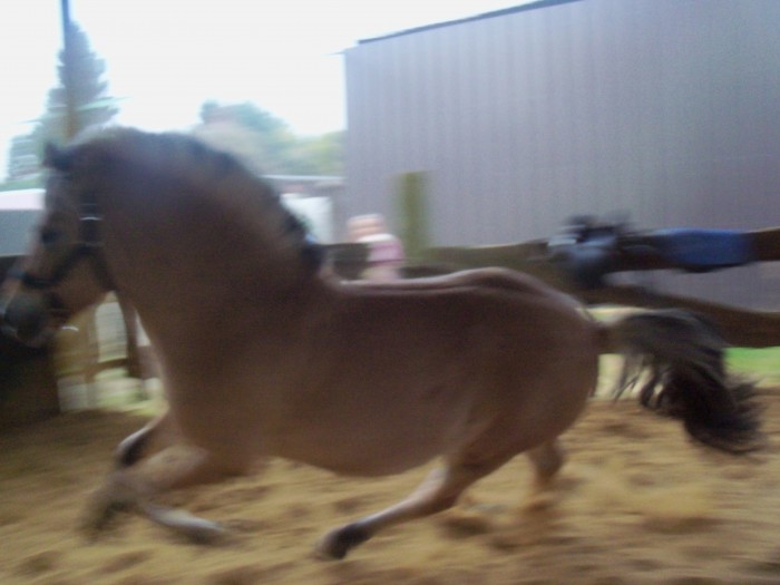 u2 (cheval que je m'occupe au manege)