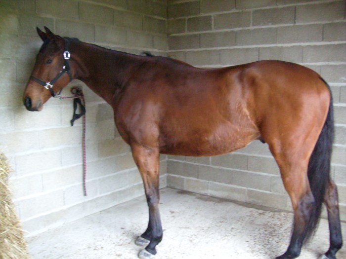 Mon p'tit Sedum, Anglo de Complment de 4 ans 