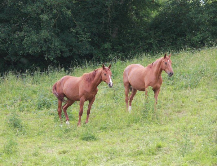 un trotteur sauv de la boucherie et un selle francais