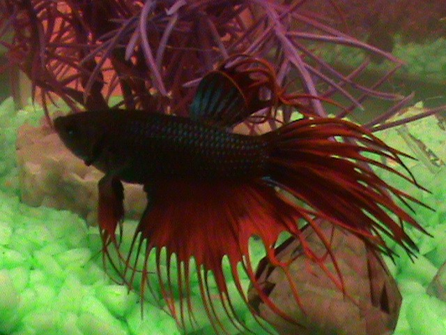 Lucky, mon Poisson Combattant <3