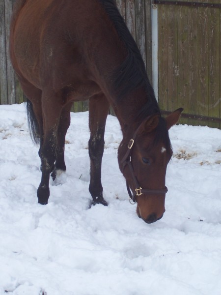 le 1 d�cembre 2010 sous la neige