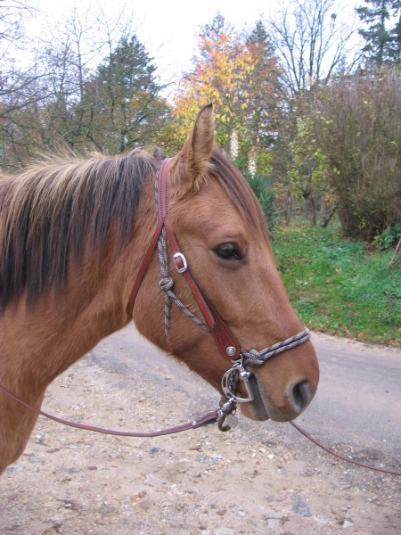 Bridon une oreille