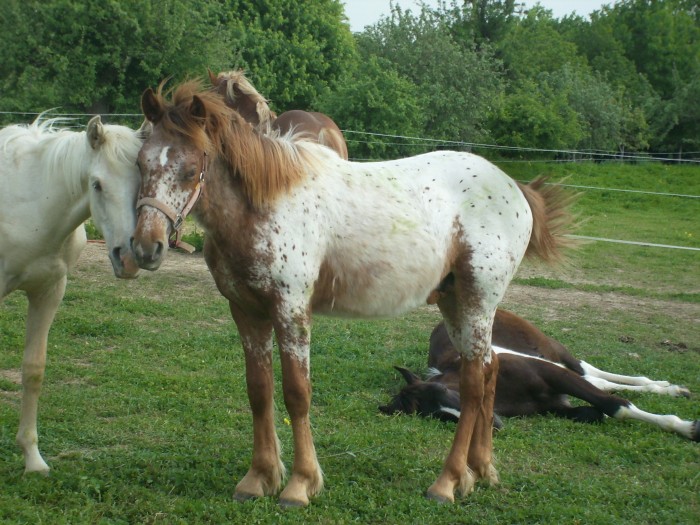 Auryflam et  Apache