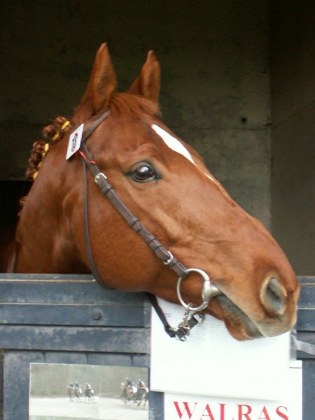 walras au salon des �talon jan 2011