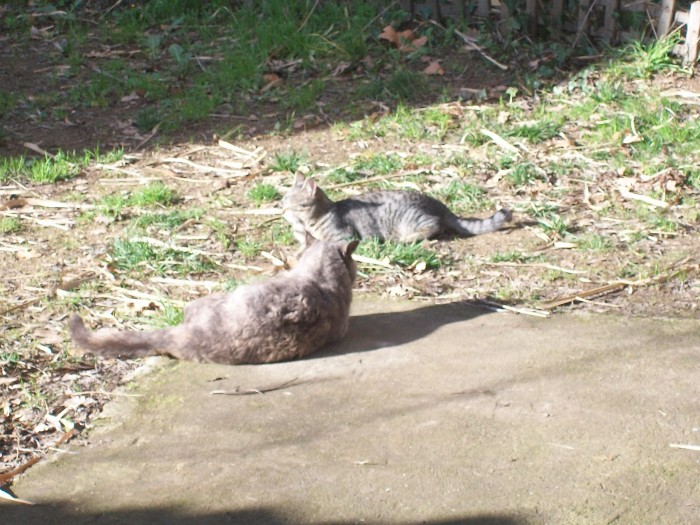 mes deux chats