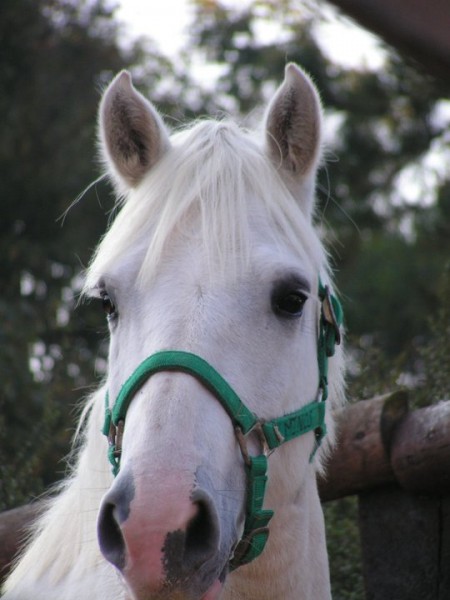 Mon loulou quand il avait 7 ans